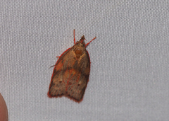 Enchocrates glaucopis