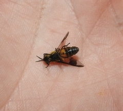 Chrysops viduatus