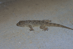 Tarentola mauritanica