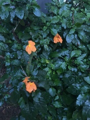 Crossandra infundibuliformis