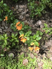 Crossandra infundibuliformis