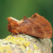 Coxcomb Prominent - Photo (c) Nigel Voaden, some rights reserved (CC BY)