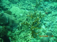 Acropora cervicornis