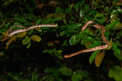 Pareas chinensis