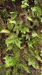 Hymenophyllum polyanthon