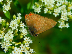 Electrostrymon guzanta