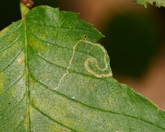 Stigmella lemniscella