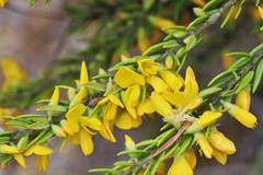 Aotus lanigera