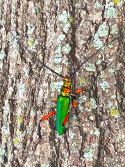 Plinthocoelium suaveolens