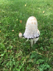 Coprinus comatus