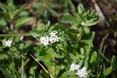 Lithospermum distichum