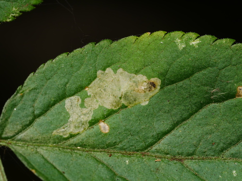 Liriomyza amoena
