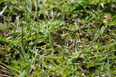 Paratrytone rhexenor