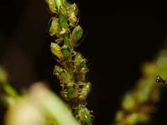 Impatientinum asiaticum