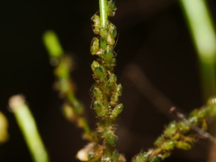 Impatientinum asiaticum