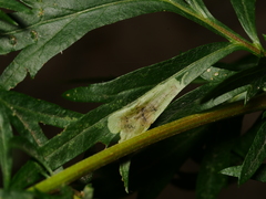 Calycomyza artemisiae