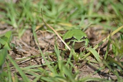 Hyla eximia