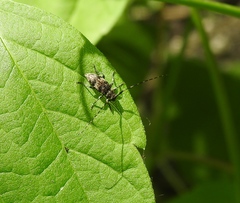 Leiopus linnei