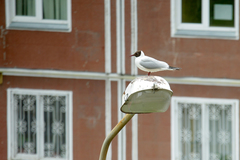 Chroicocephalus ridibundus