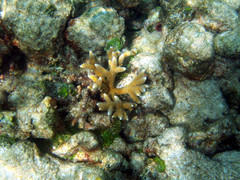 Acropora cervicornis