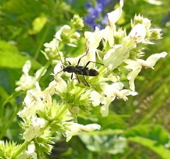 Chlorophorus figuratus