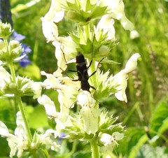 Chlorophorus figuratus