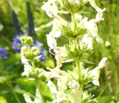 Chlorophorus figuratus