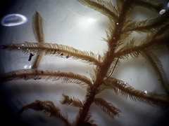 Lepicolea attenuata