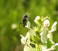 Chlorophorus figuratus