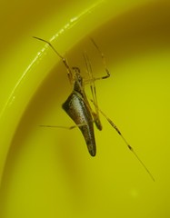 Rhomphaea urquharti