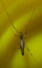 Rhomphaea urquharti
