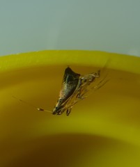 Rhomphaea urquharti