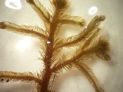 Lepicolea attenuata