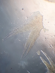Lepicolea attenuata