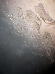 Lepicolea attenuata