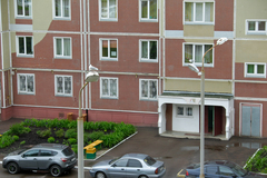 Chroicocephalus ridibundus