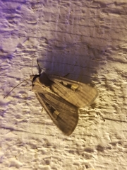 Adelphagrotis indeterminata