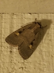 Adelphagrotis indeterminata