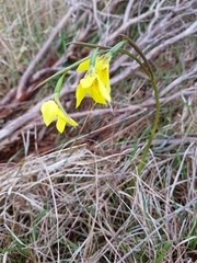 Diuris chryseopsis