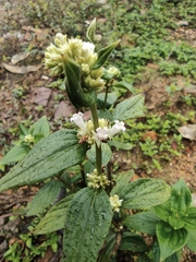 Spermacoce alata