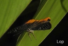 Mooreana trichoneura