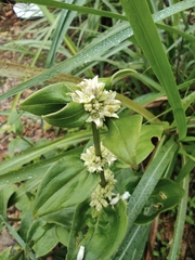 Spermacoce alata