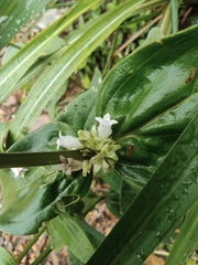 Spermacoce alata