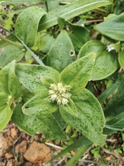 Spermacoce alata