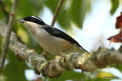 Pteruthius aeralatus