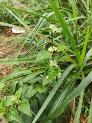 Spermacoce alata