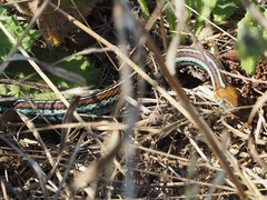 Thamnophis sirtalis tetrataenia