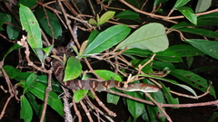 Trimerodytes aequifasciatus