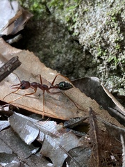 Myrmecia forficata
