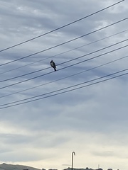 Hemiphaga novaeseelandiae novaeseelandiae